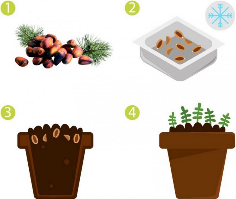 Как вырастить кедр из орешка в домашних условиях: посадка семян из шишки на  приусадебном участке, полив, уход, подкормка, пересадка